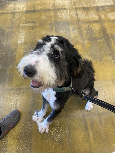 Pet Supply Store «PetSmart», reviews and photos, 2861 Veterans Memorial Pkwy, St Charles, MO 63303, USA