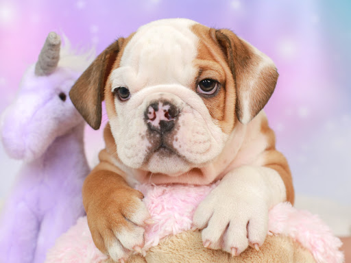 Pet Store «Animal Kingdom», reviews and photos, 4500 N Oracle Rd #254, Tucson, AZ 85705, USA