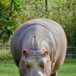 Photo n° 16 de l'avis de André.a fait le 23/10/2023 à 21:12 pour Planète Sauvage à Port-Saint-Père