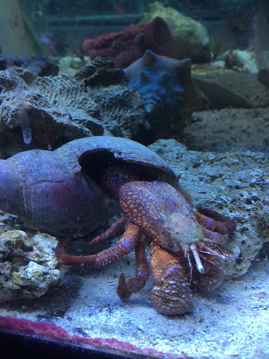 Tropical Fish Store «The Fish Store», reviews and photos, 2050 Chamblee Tucker Rd, Chamblee, GA 30341, USA