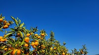 小坂みかん共同農園