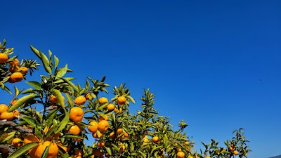 小坂みかん共同農園