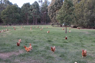 Egg-Erton Free Range Eggs