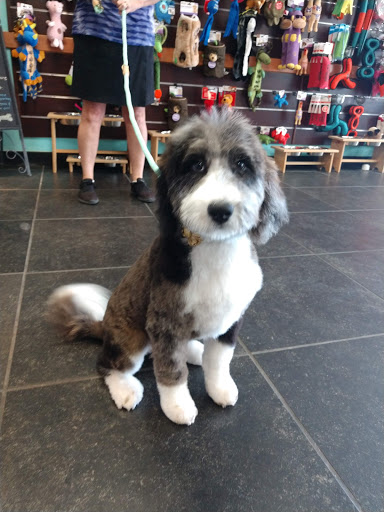 Pet Groomer «Shaggy Paws Spa, LLC.», reviews and photos, 6215 Chesapeake Cir Suite E, New Kent, VA 23124, USA