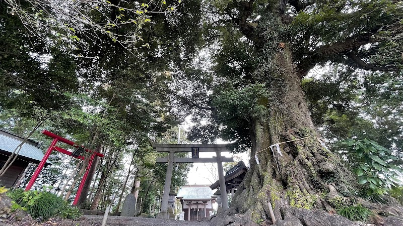 小倉の諏訪神社のスダジイ