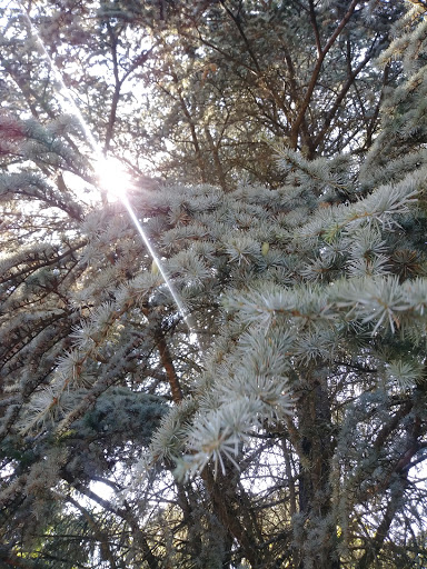 Park «EVERGREEN PARK», reviews and photos, 2615 NW 194th Terrace, Hillsboro, OR 97124, USA