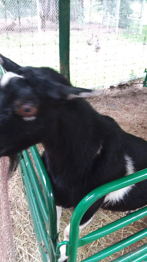 Zoo «Wilderness Trails Zoo», reviews and photos, 11721 Gera Rd, Birch Run, MI 48415, USA