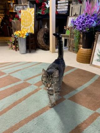 Florist «TG Designs», reviews and photos, 19231 Longmeadow Rd, Hagerstown, MD 21742, USA