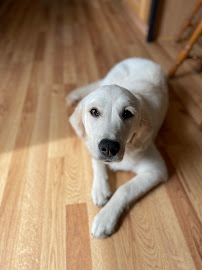 Fueled by Fur Pet Care - Photo 8 - Car repair in , Akron