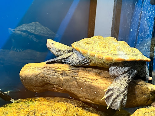 Aquarium «Woods Hole Science Aquarium», reviews and photos, 166 Water St, Woods Hole, MA 02543, USA