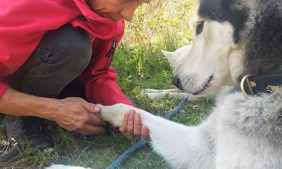 massage canin cynosophie à Montbrison-sur-Lez