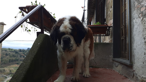 Pensioni per cani e dog hotel a Amici per la coda - Pet Shop Bolsena