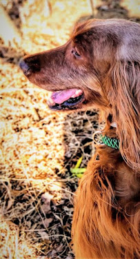 Cruz'n Pets - Photo 1 - Car repair in , Nashua