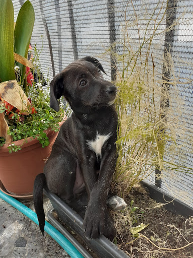 Clínica Veterinaria La Flamenca en Peligros