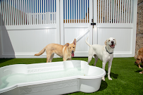 Camp Bow Wow - Photo 6 - Car repair in Odessa, TX, Midland