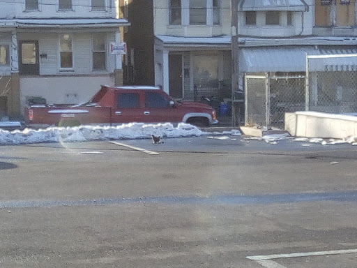 Dollar Store «FAMILY DOLLAR», reviews and photos, 125 Center St, Tamaqua, PA 18252, USA