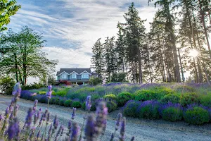 Damali Lavender & Winery image