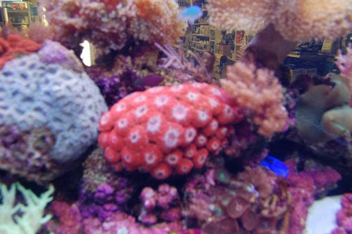 Tropical Fish Store «T & T Marine Aquarium & Koi Pond», reviews and photos, 950 S 1st St, San Jose, CA 95110, USA