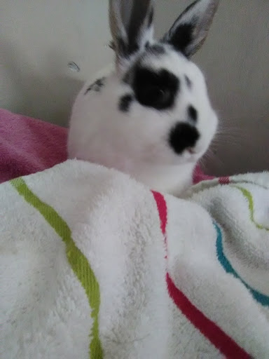 Pet Supply Store «PetSmart», reviews and photos, 2 Brick Plaza, Brick, NJ 08723, USA