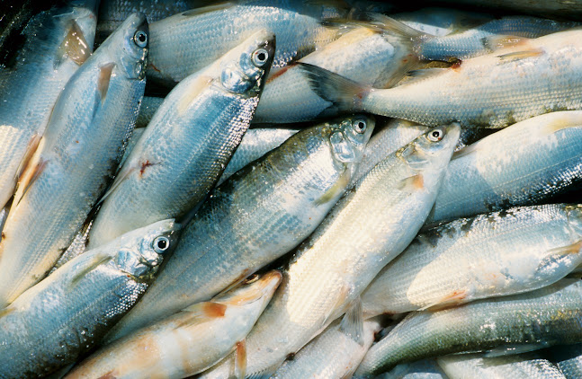 Rezensionen über Fischerei Solcà in Val-de-Ruz - Markt