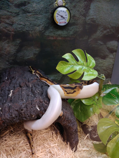 Pet Supply Store «Petco Animal Supplies», reviews and photos, 777 Stillwater Ave, Bangor, ME 04401, USA