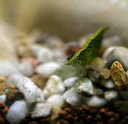 Photo n°14 de Aquafarm Paradise à Baerenthal ()