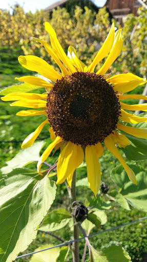 Winery «Olympic Cellars Winery», reviews and photos, 255410 US-101, Port Angeles, WA 98362, USA