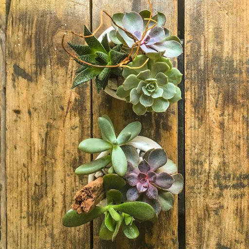 Wholesale Florist «Urban Jungle», reviews and photos, 2603 Sherman Ave NW, Washington, DC 20001, USA