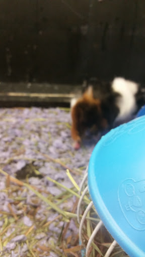 Pet Supply Store «PetSmart», reviews and photos, 3 McKenna Rd, Arden, NC 28704, USA