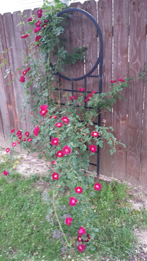 Park «Red Bridge Park», reviews and photos, 697 W Jackson St, Cicero, IN 46034, USA