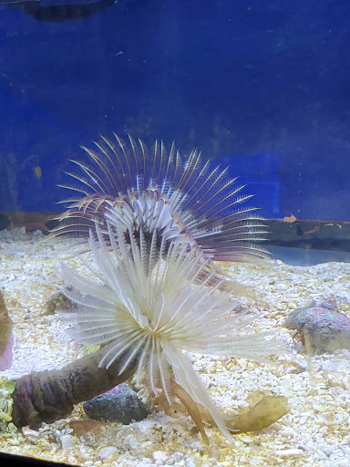 Pet Store «Everything Pet», reviews and photos, 3616 N Fry Rd, Katy, TX 77449, USA