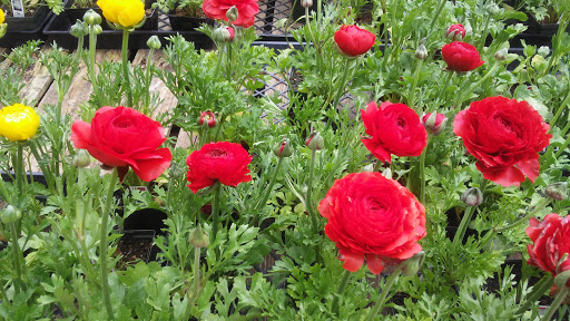 Griggs Nursery image