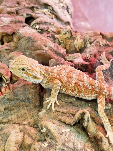 Pet Store «Movie Vault & PETropoliS live», reviews and photos, 1296 Anderson City Rd, Lawrenceburg, KY 40342, USA