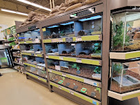 Petco - Photo 3 - Car repair in Edinburg, TX, McAllen