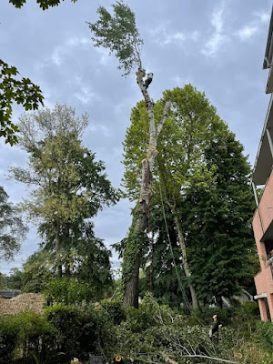 Soins Des Cimes à Carbonne