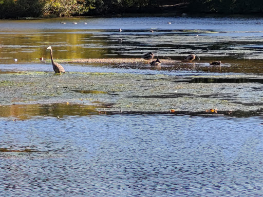 Nature Preserve «Twin Lakes Preserve», reviews and photos, Park Ave, Wantagh, NY 11793, USA