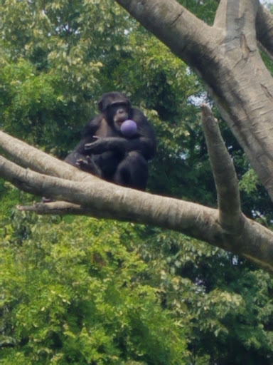 Zoo «Arctic Ring of Life», reviews and photos, 8450 W 10 Mile Rd, Royal Oak, MI 48067, USA