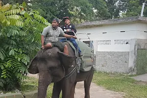 Elephant Riding of GL Zoo image