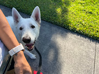 With Love Pet Services - Photo 1 - Car repair in , West Palm Beach