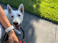 With Love Pet Services - Car repair in , West Palm Beach - Rated 5.0/5