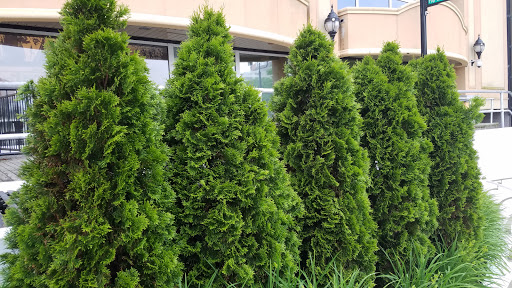 Tourist Attraction «Atlantic City Boardwalk», reviews and photos, 3109 Boardwalk, Atlantic City, NJ 08401, USA