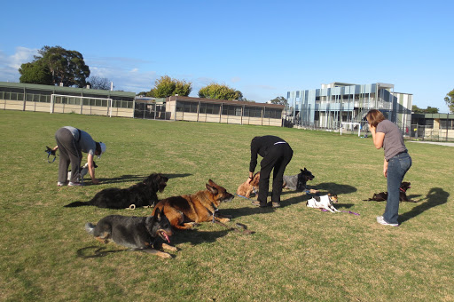Command Dog Training School