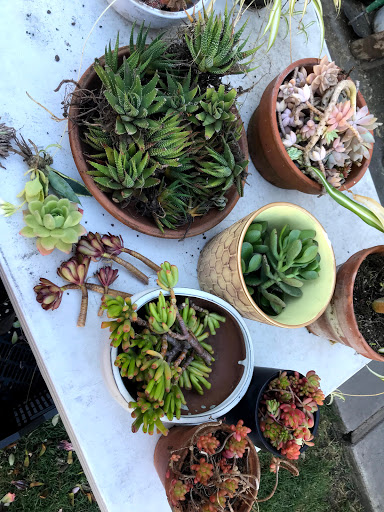 Florist «Mills the Florist», reviews and photos, 235 University Ave, Palo Alto, CA 94301, USA