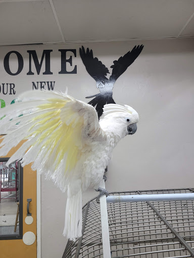 Bird Shop «Arizona Bird Store», reviews and photos, 565 S Dobson Rd, Mesa, AZ 85202, USA