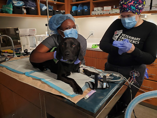 Veterinary Emergency Group