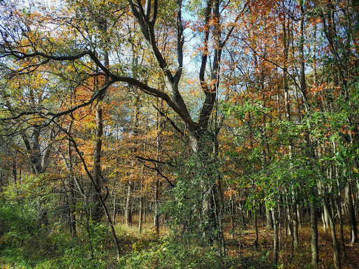 Nature Preserve «Jurgensen Woods Nature Preserve», reviews and photos, 183rd St, Lansing, IL 60438, USA