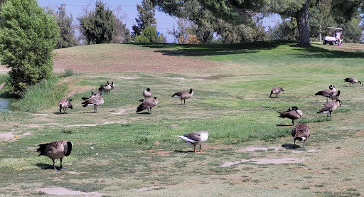 Golf Course «El Prado Golf Courses», reviews and photos, 6555 Pine Ave, Chino, CA 91708, USA