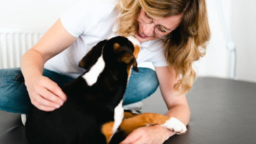 Hundephysiotherapie - Marie-Theres Schauerte unter Warburg, 
