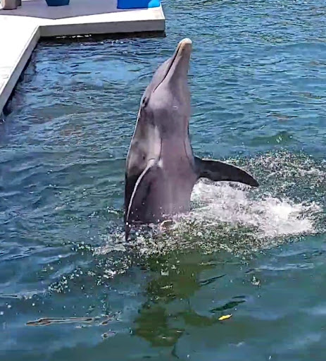 Recreation «Dolphins Plus Oceanside», reviews and photos, 31 Corinne Pl, Key Largo, FL 33037, USA