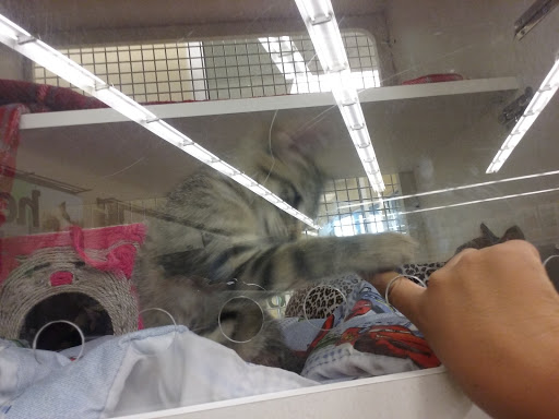 Pet Supply Store «Petco Animal Supplies», reviews and photos, 10663 Valley Blvd b, El Monte, CA 91731, USA